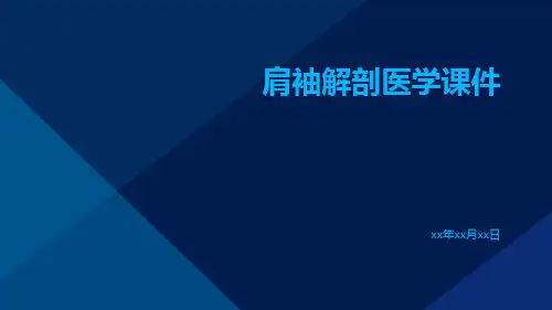 肩袖解剖医学课件