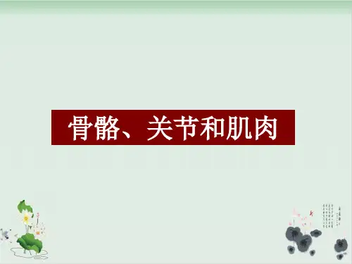 四年级上册科学课件- 骨骼关节和肌肉-教科版