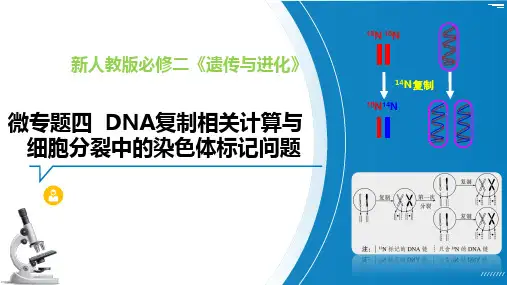 DNA复制相关计算与细胞分裂中的染色体标记问题(微专题)高一生物(人教版2019必修2)