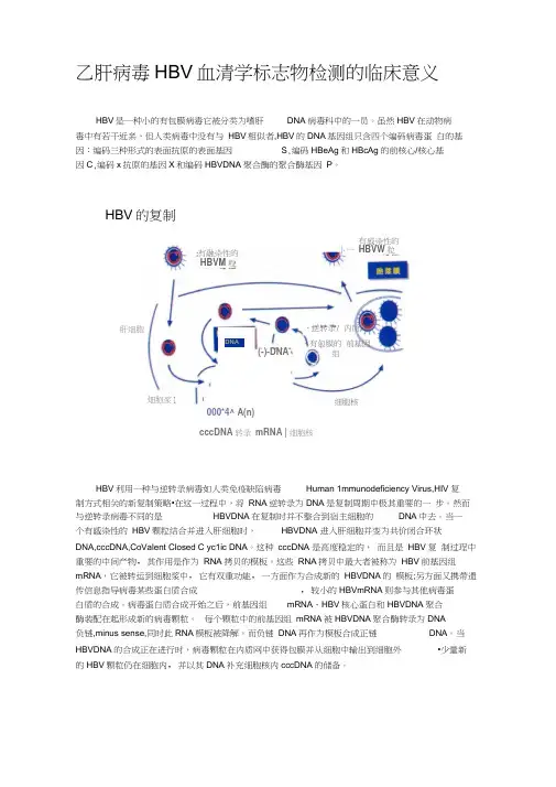 乙肝病毒HBV血清学标志物检测的临床意义