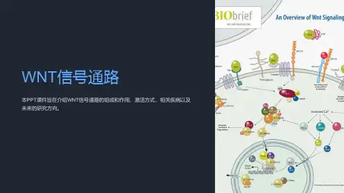 《WNT信号通路》课件