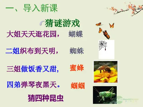 绿色的蝈蝈课件