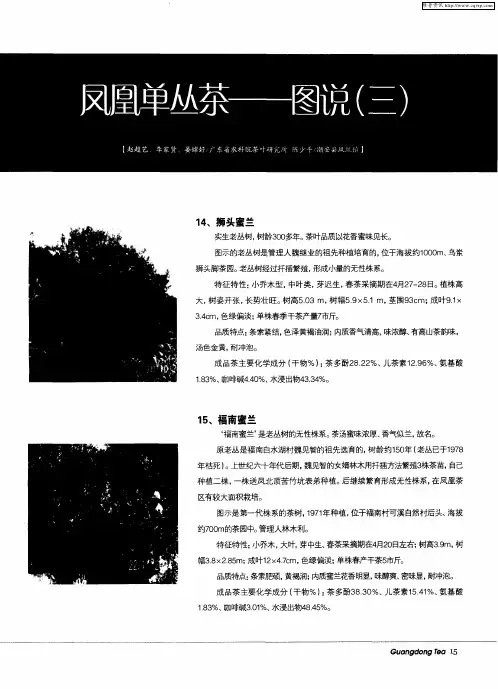 凤凰单丛茶——图说(三)