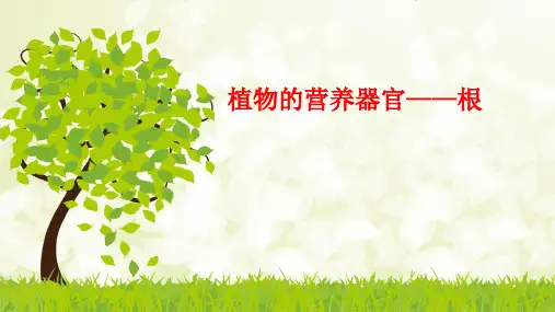 北师大版七年级生物上册 3.6.2 营养器官的生长 课件(共18张PPT)