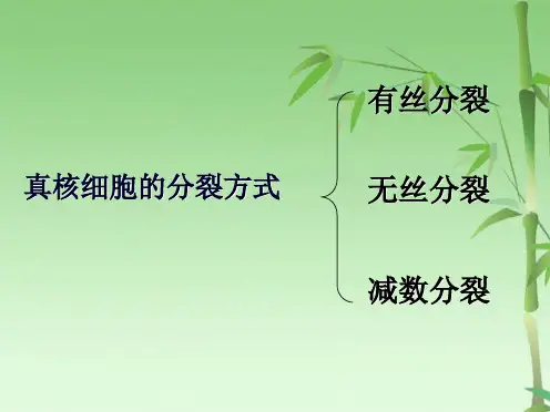 高中生物 减数分裂课件(共51张PPT)