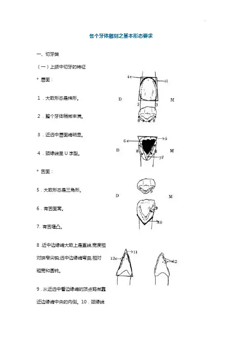 各个牙体雕刻之基本形态要求