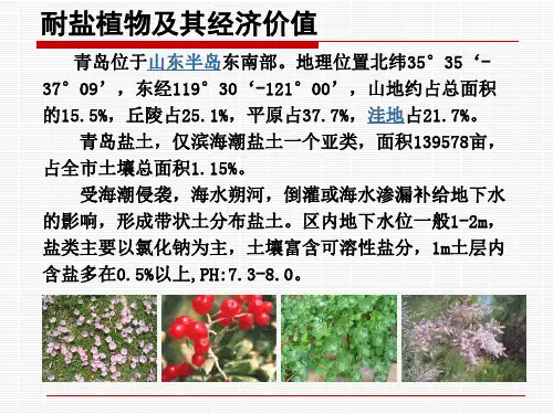 耐盐碱植物汇总表