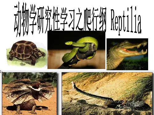 爬行纲研究性学习ppt课件