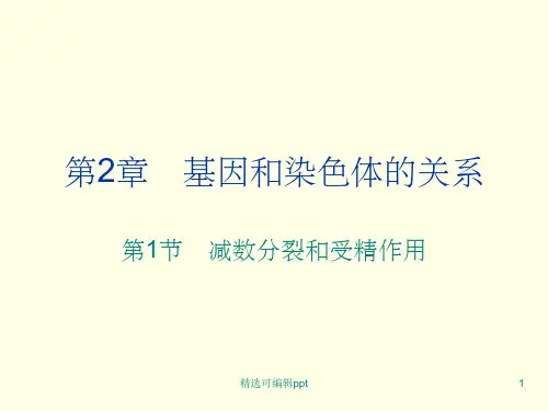 减数分裂与受精作用(完整版)