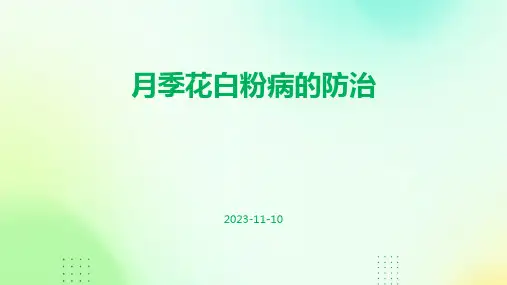 月季花白粉病的防治