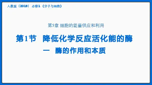 酶的作用和本质