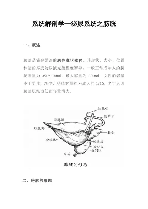 系统解剖学—泌尿系统之膀胱