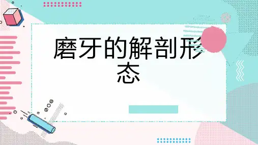 磨牙的解剖形态