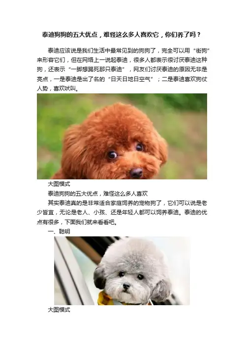 泰迪狗狗的五大优点，难怪这么多人喜欢它，你们养了吗？