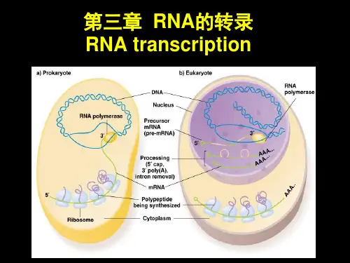【分子生物学】第四章-转录后加工 6