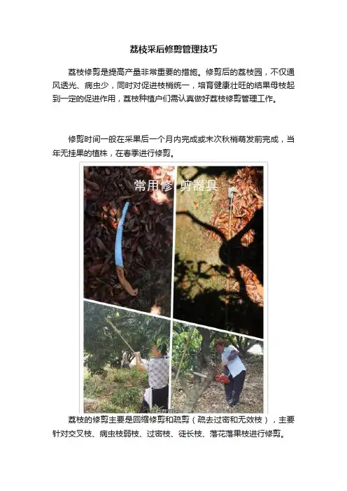 荔枝采后修剪管理技巧
