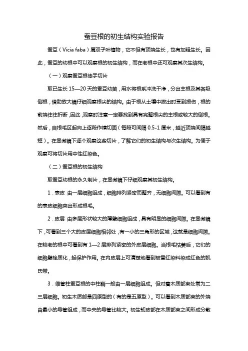 蚕豆根的初生结构实验报告