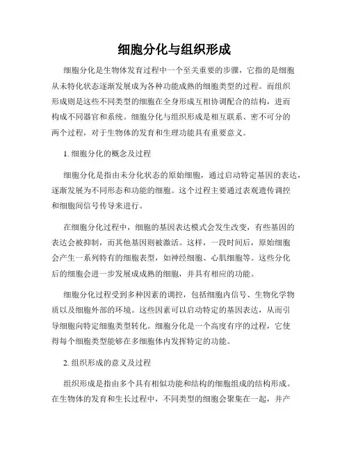 细胞分化与组织形成