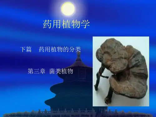 菌类植物详解