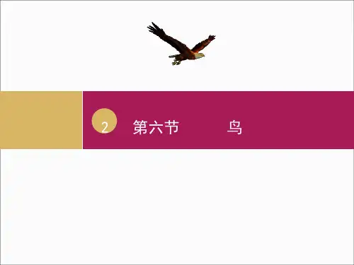 初中生物人教版八年级上册第六节 鸟