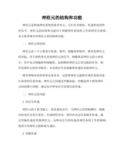 神经元的结构和功能
