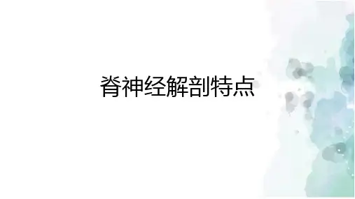 脊神经解剖特点