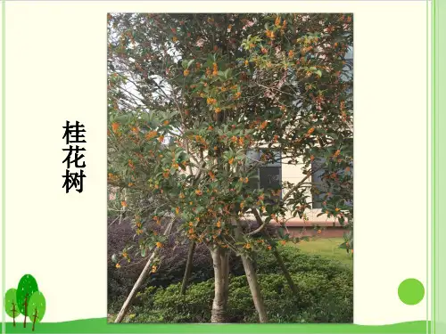 教科版教材《多种多样的植物》教学课件1