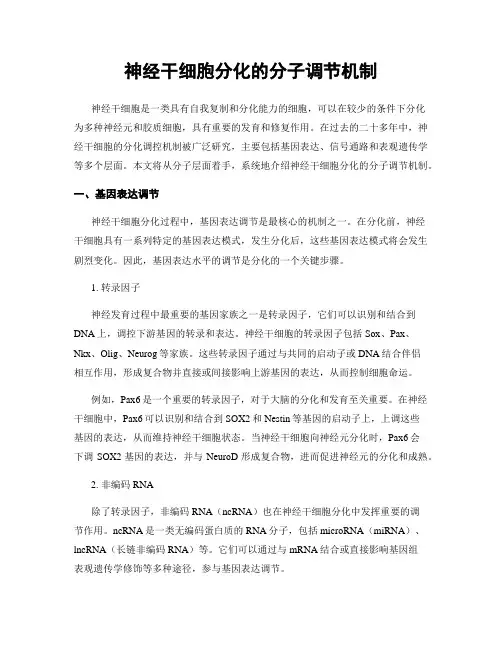 神经干细胞分化的分子调节机制