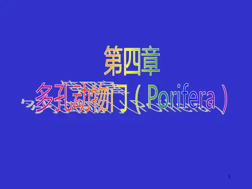多孔动物门PPT课件
