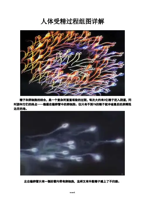 人体受精过程组图详解