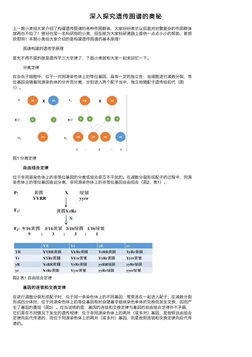 深入探究遗传图谱的奥秘