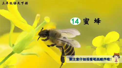 统编版小学语文三年级下册14蜜蜂(生字讲解)