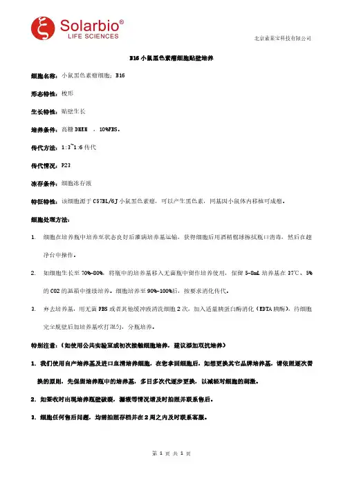 B16小鼠黑色素瘤细胞贴壁培养