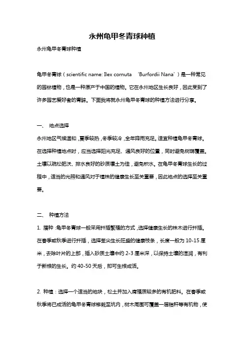 永州龟甲冬青球种植
