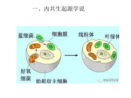 内共生学说