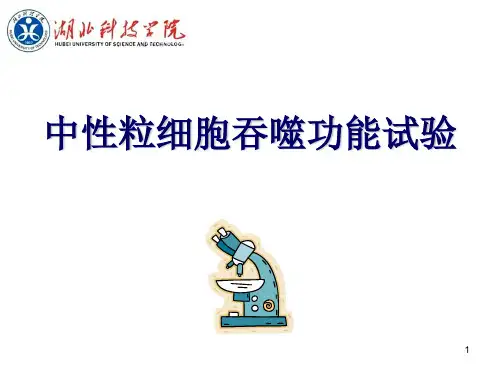中性粒细胞吞噬功能试验ppt课件