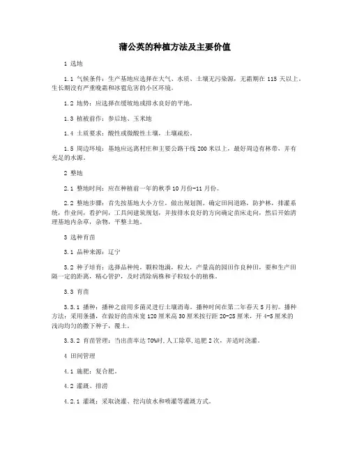 蒲公英的种植方法及主要价值
