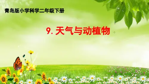 青岛版五四制二年级下册科学9.天气与动植物