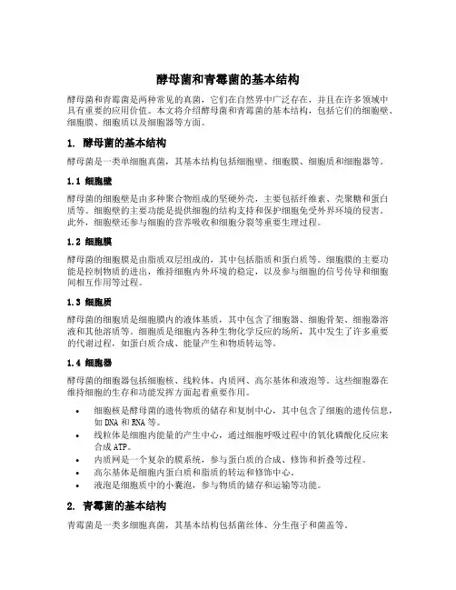 酵母菌和青霉菌的基本结构