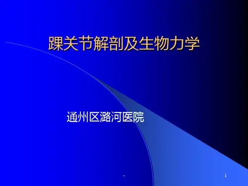 踝关节解剖PPT课件