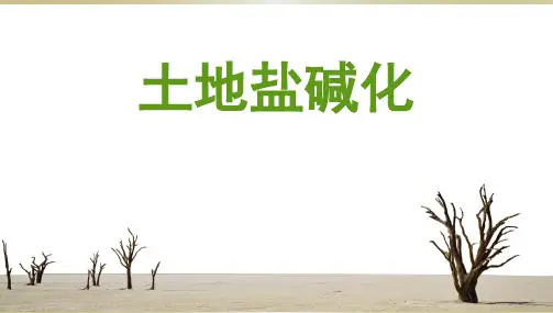 【原创】土地盐碱化