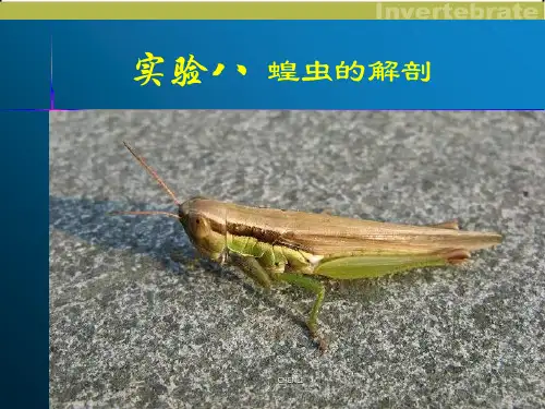 实验：蝗虫的解剖PPT课件