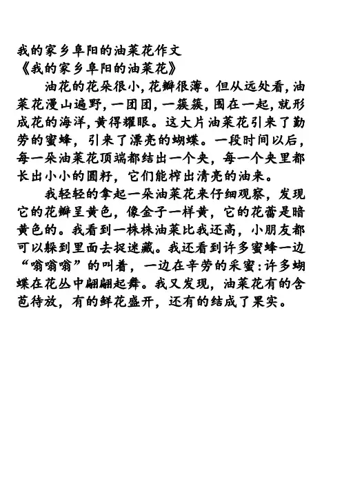 我的家乡阜阳的油菜花作文