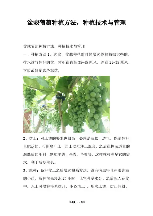 盆栽葡萄种植方法，种植技术与管理