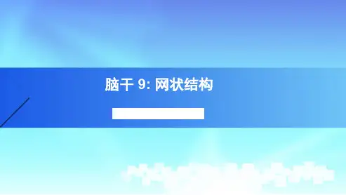 脑干9人体解剖学