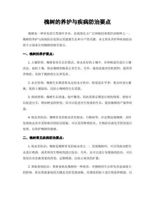 槐树的养护与疾病防治要点