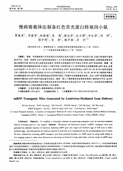 慢病毒载体法制备红色荧光蛋白转基因小鼠