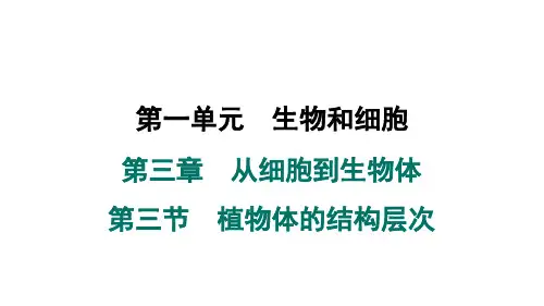 2024年人教版七年级生物上册 第三章 从细胞到生物体 第三节 植物体的结构层次(习题课件)