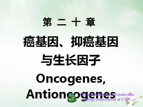 癌基因,抑癌基因与生物因子课件ppt