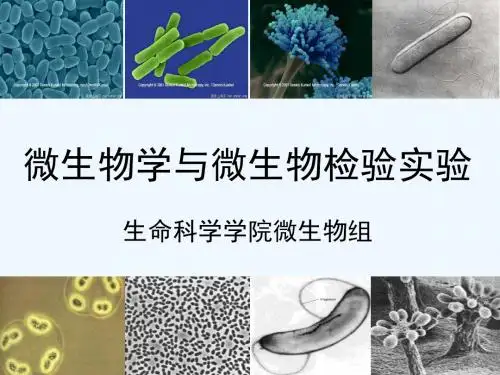 实验一_显微镜油镜的使用